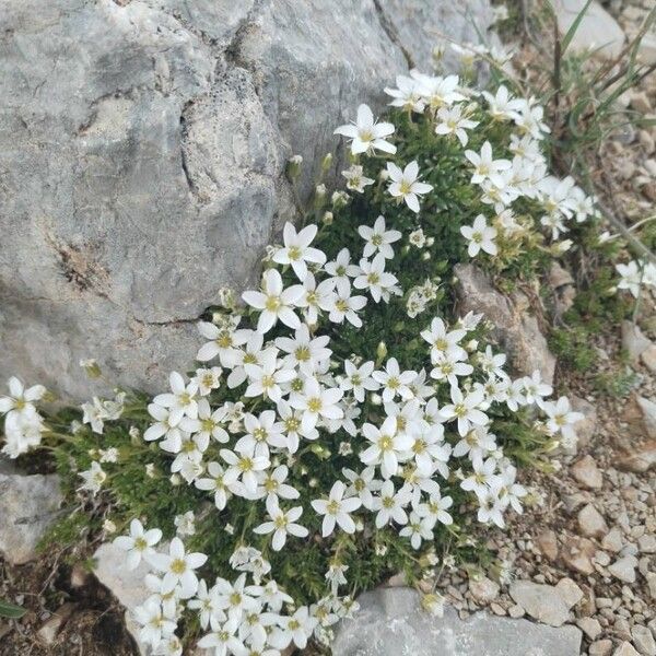 Arenaria ciliata (Arenaria ciliata)