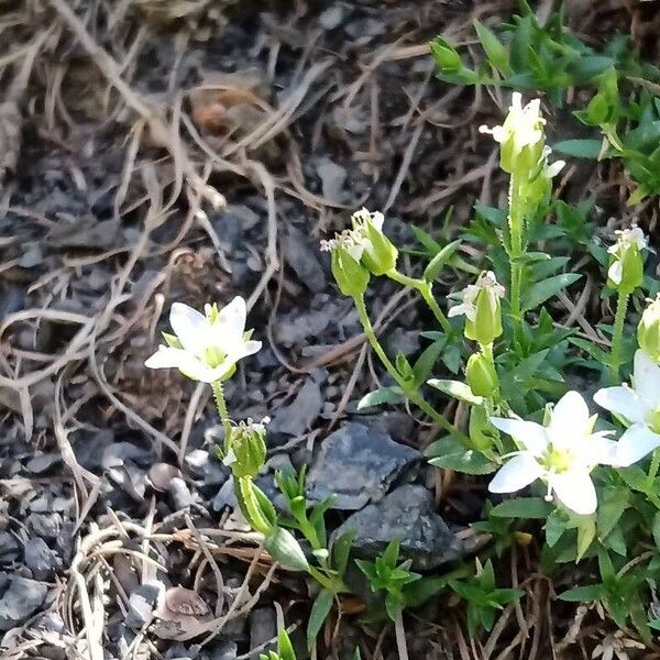 Arenaria ciliata (Arenaria ciliata)