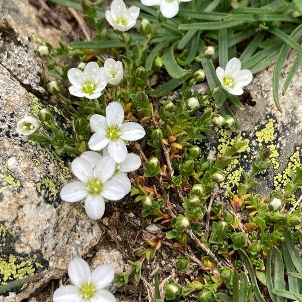Arenaria ciliata (Arenaria ciliata)