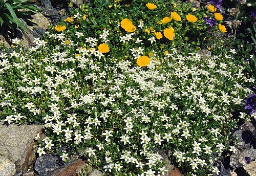 Arenaria ciliata: Arenaria ciliata