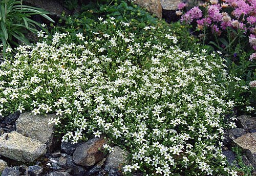 Arenaria ciliata: Arenaria ciliata