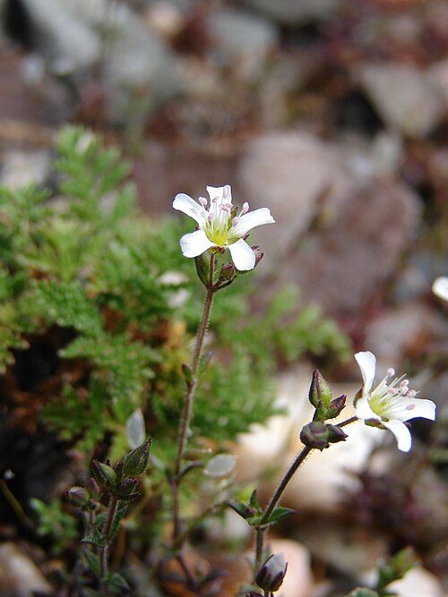 Arenaria conimbricensis: Arenaria conimbricensis
