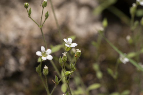 Arenaria deflexa (Arenaria deflexa)