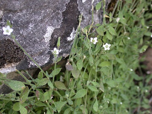 Arenaria deflexa: Arenaria deflexa Decne. (ארנריית הסלעים), Mount Peki'in, Upper Galilee, Israel, May 18, 2006.