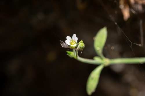 Arenaria deflexa (Arenaria deflexa)