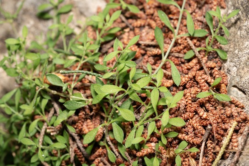 Arenaria deflexa (Arenaria deflexa)
