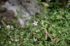 Arenaria deflexa (Arenaria deflexa)