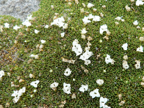 Arenaria dicranoides (Arenaria dicranoides)