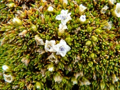 Arenaria dicranoides (Arenaria dicranoides)