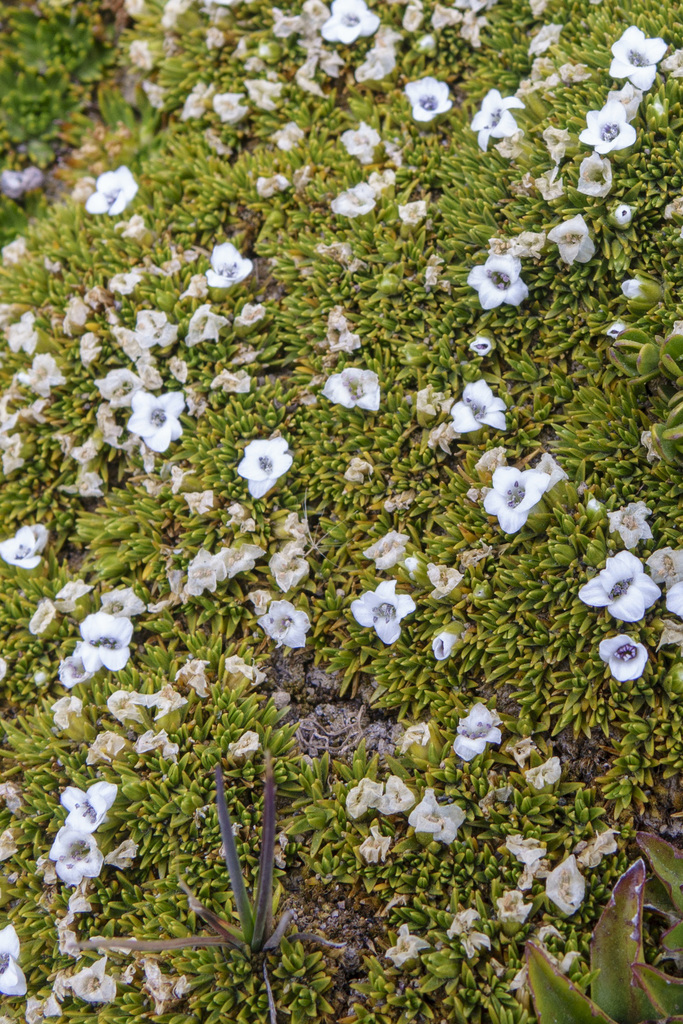 Arenaria dicranoides (Arenaria dicranoides)