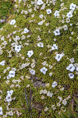 Arenaria dicranoides (Arenaria dicranoides)