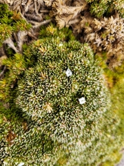 Arenaria dicranoides (Arenaria dicranoides)