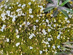 Arenaria dicranoides (Arenaria dicranoides)