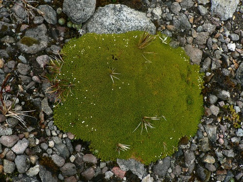 Arenaria dicranoides (Arenaria dicranoides)