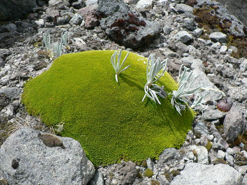 Arenaria dicranoides (Arenaria dicranoides)