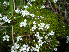 Arenaria dicranoides (Arenaria dicranoides)