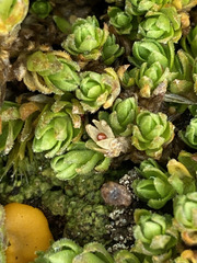Arenaria digyna (Arenaria digyna)