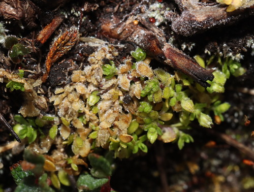 Arenaria digyna (Arenaria digyna)