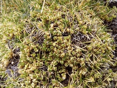Arenaria digyna (Arenaria digyna)