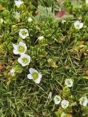 Arenaria digyna (Arenaria digyna)