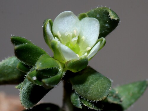 Arenaria digyna (Arenaria digyna)