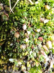 Arenaria digyna (Arenaria digyna)