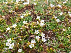 Arenaria digyna (Arenaria digyna)