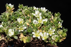 Arenaria digyna (Arenaria digyna)
