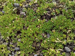 Arenaria digyna (Arenaria digyna)