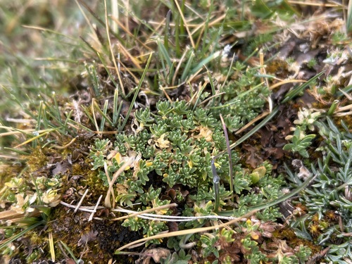 Arenaria digyna (Arenaria digyna)