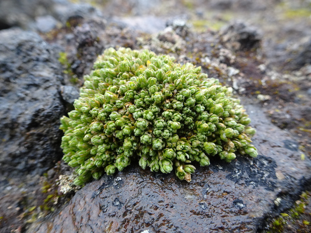 Arenaria digyna (Arenaria digyna)