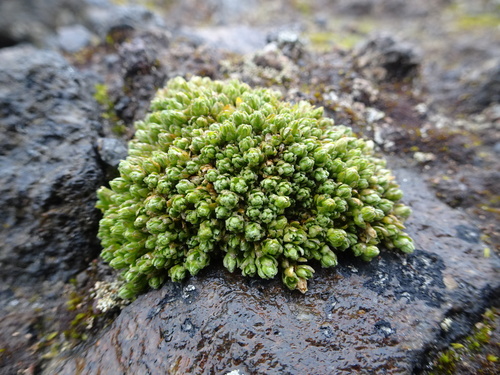 Arenaria digyna (Arenaria digyna)