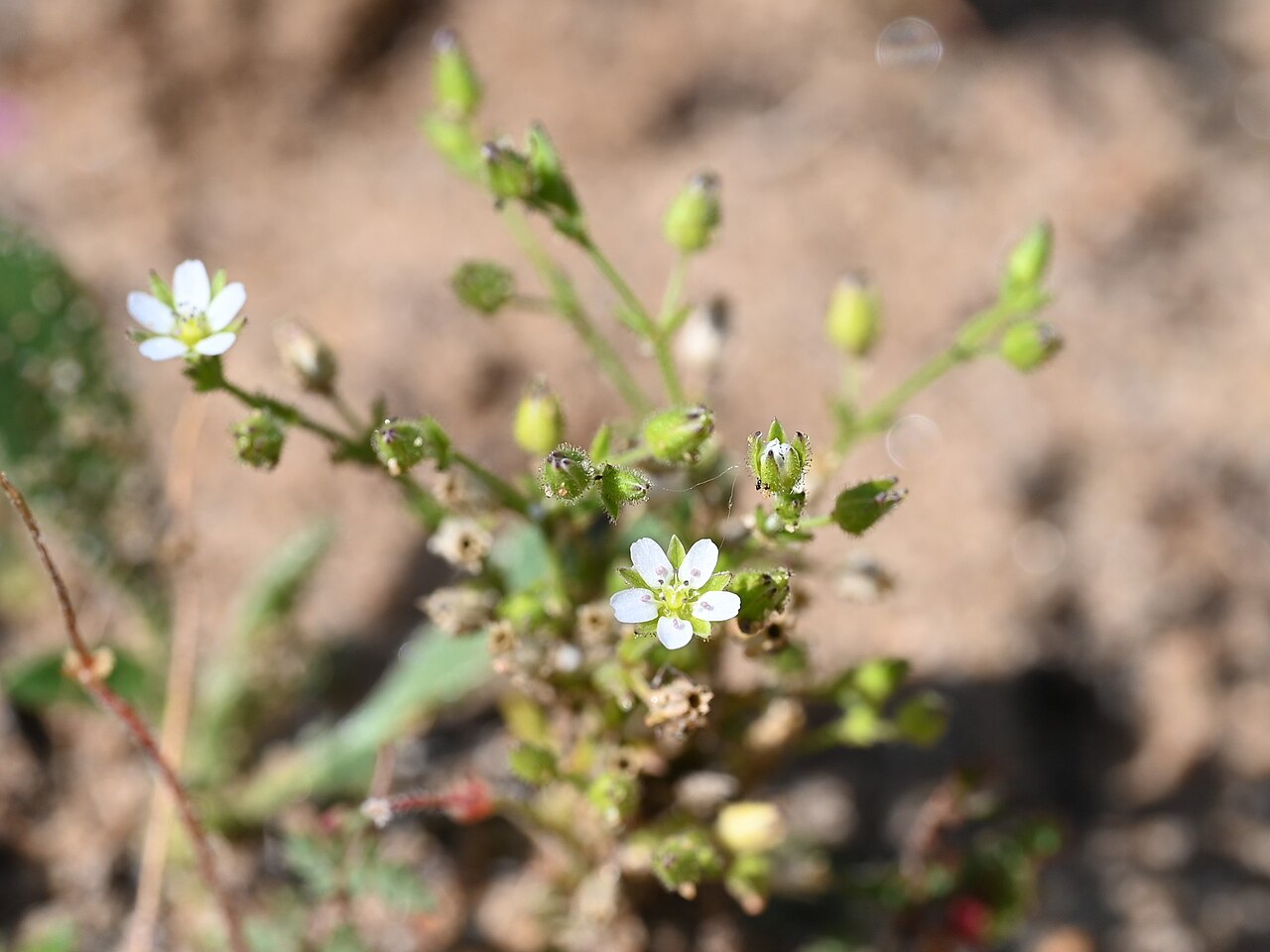 Arenaria emarginata: Arenaria emarginata subsp. emarginata S from Sotogrande, Andalusia