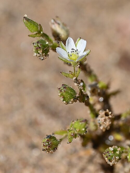 Arenaria emarginata: Arenaria emarginata subsp. emarginata S from Sotogrande, Andalusia