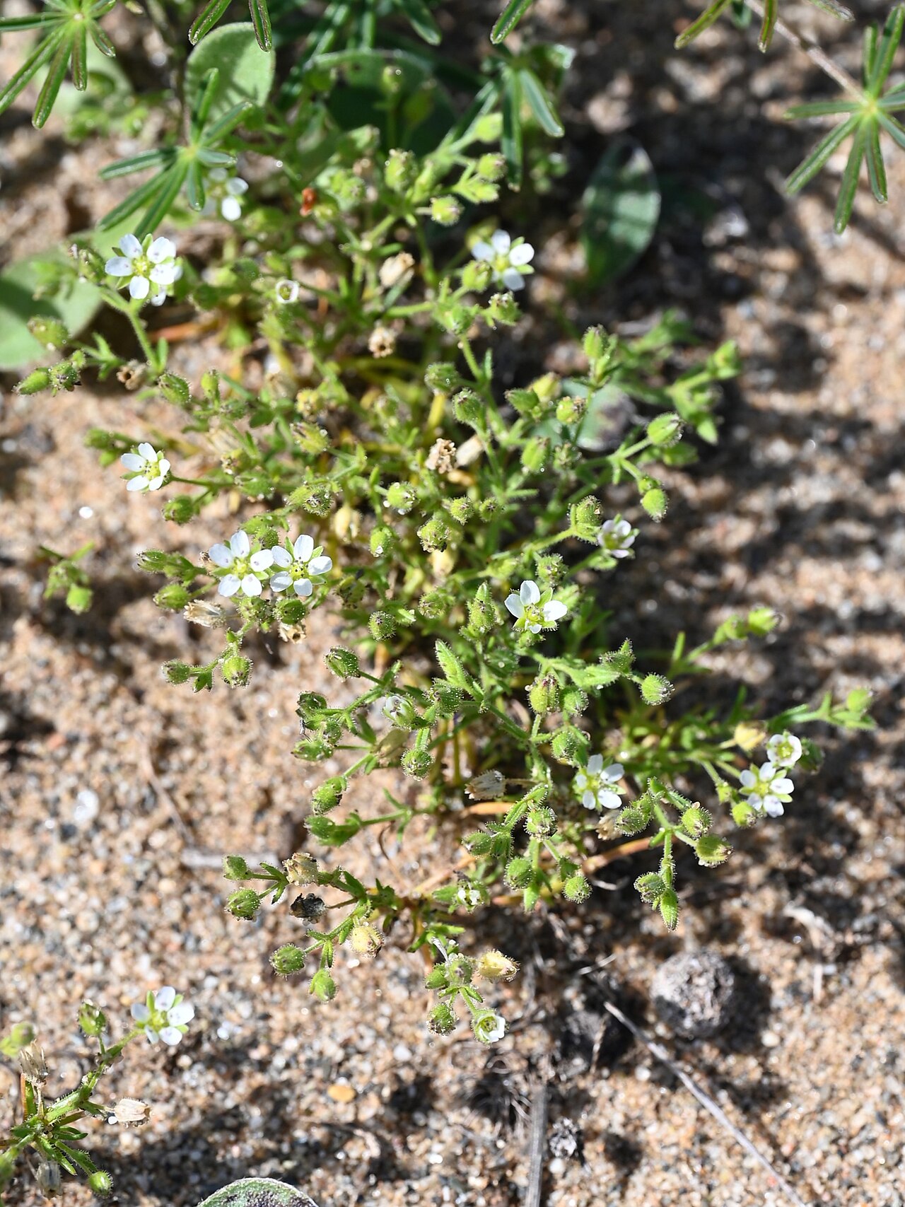Arenaria emarginata: Arenaria emarginata subsp. emarginata S from Sotogrande, Andalusia