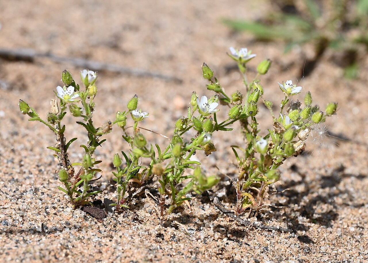 Arenaria emarginata: Arenaria emarginata subsp. emarginata S from Sotogrande, Andalusia
