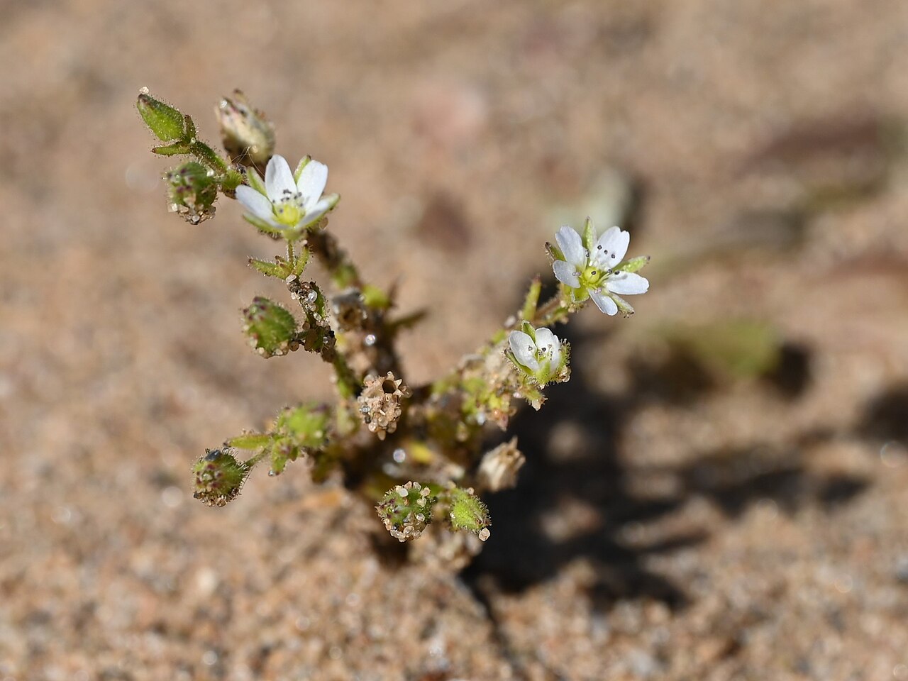 Arenaria emarginata: Arenaria emarginata subsp. emarginata S from Sotogrande, Andalusia