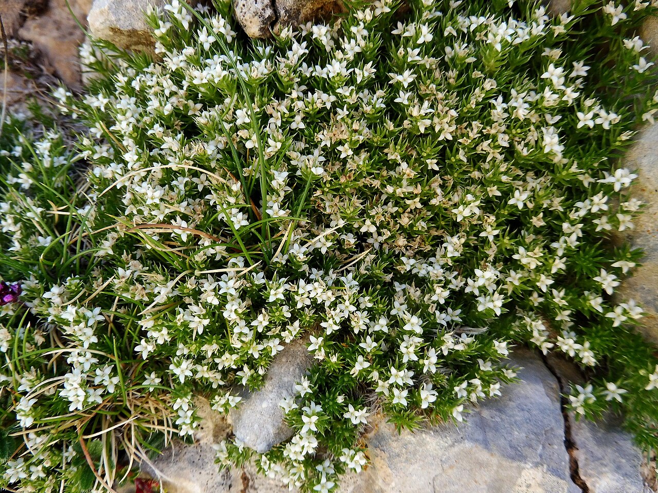 Arenaria erinacea: This is a a photo of a natural area in Catalonia, Spain, with id: