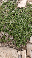 Arenaria erinacea (Arenaria erinacea)