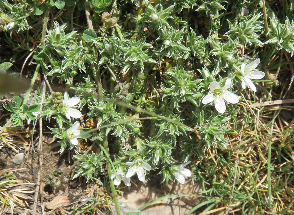 Arenaria erinacea (Arenaria erinacea)