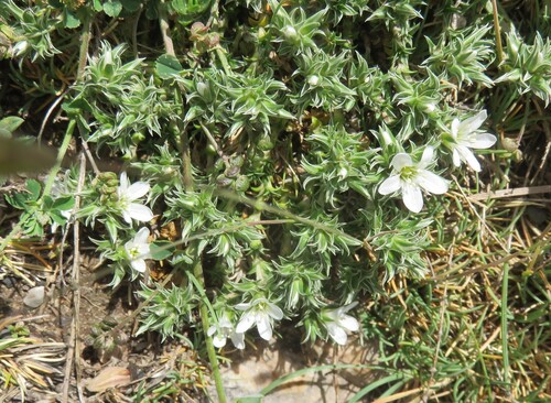 Arenaria erinacea (Arenaria erinacea)