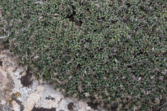 Arenaria erinacea (Arenaria erinacea)