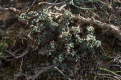 Arenaria erinacea (Arenaria erinacea)