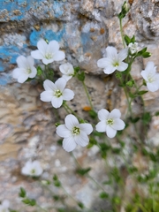 Arenaria filicaulis (Arenaria filicaulis)