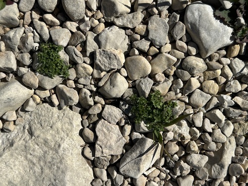 Arenaria gothica (Arenaria gothica)
