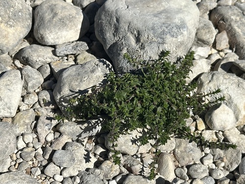 Arenaria gothica (Arenaria gothica)