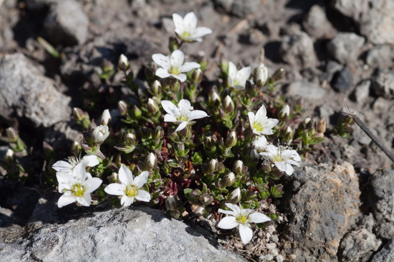 Arenaria gothica: Kalknarv - Arenaria gothica-5015