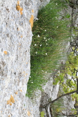 Arenaria grandiflora (Arenaria grandiflora)