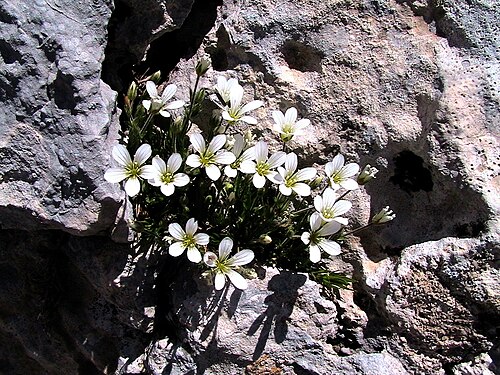 Arenaria grandiflora: Arenaria grandiflora . In la Bòfia, la Coma i la Pedra (Solsonès - Catalunya). To 2.220 m. altitude