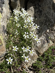 Arenaria grandiflora (Arenaria grandiflora)